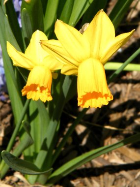 Washington iki narcissus 2010