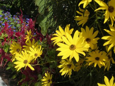 Washington sarı güller 2004