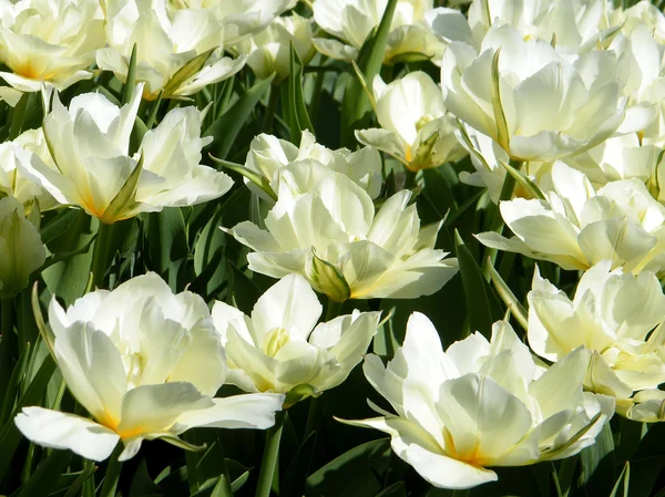 stock image Washington Carpet of White tulips 2010