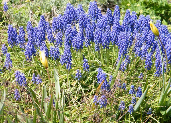 stock image Washington Liriope muscari 2010