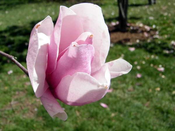 ワシントンのマグノリアの花 2010 — ストック写真
