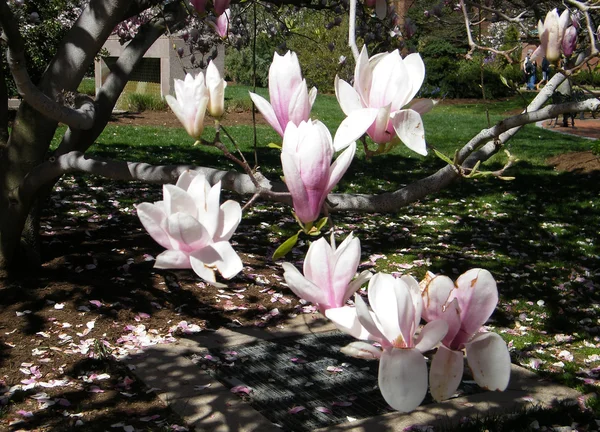 Washington magnolia blommor 2010 — Stockfoto