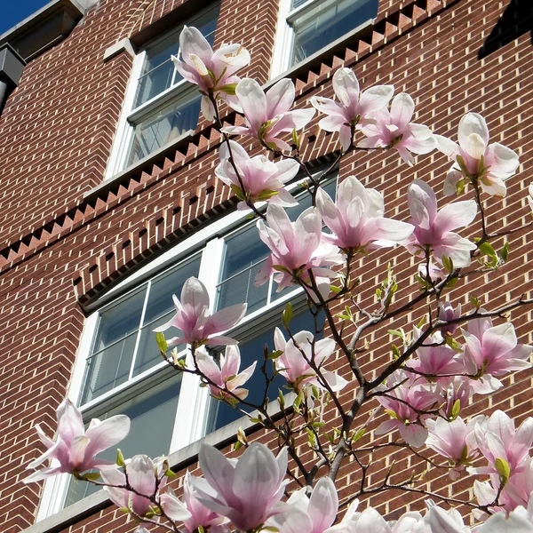 stock image Washington Magnolia near windows 2010