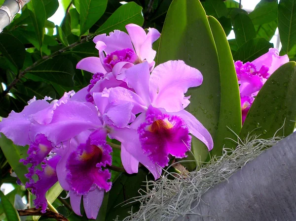 Washington Orchid Cattleya branch 2004 — Stock Photo, Image
