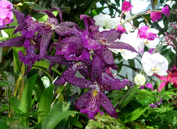 Washington orchidea cattleya leopard 2004. — Stock Fotó