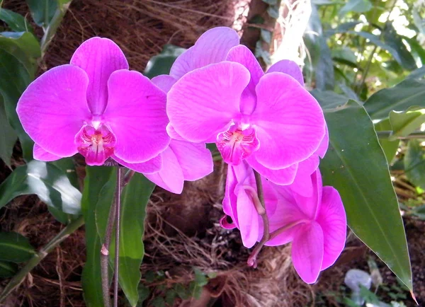 Dia dos namorados feliz Washington orquídea rosa 2010 — Fotografia de Stock