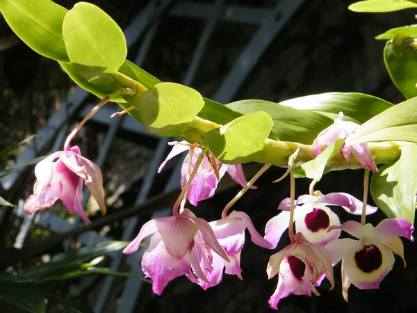 Miltonia Washington orchidea 2010 — Zdjęcie stockowe