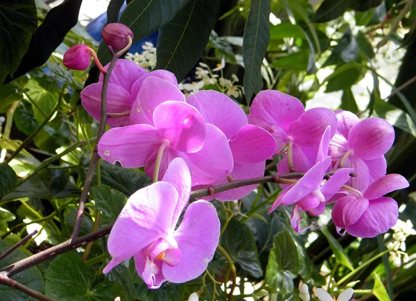 Washington Orchid Feliz Valentine Rosa Abril 2010 — Fotografia de Stock