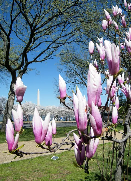 Washington rosa magnolia blommor 2010 — Stockfoto