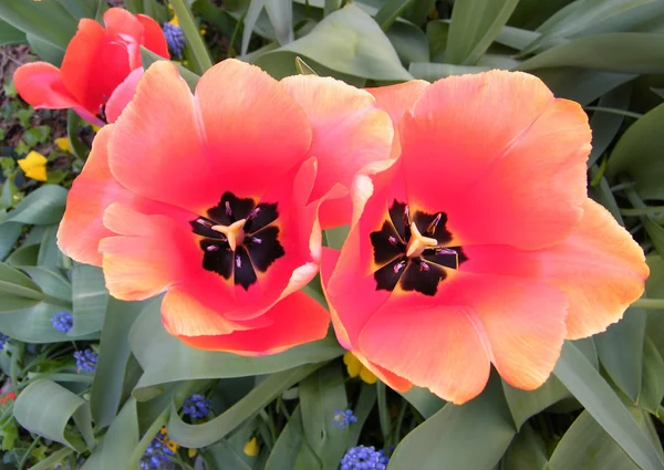 Washington Red tulipas e liriope muscari 2010 — Fotografia de Stock