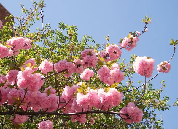 Sakura de Washington 2010 — Foto de Stock