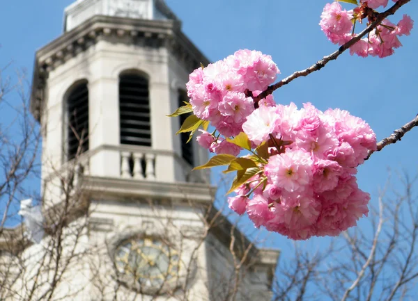 stock image Washington Sakura and Presbyterian Church 2010