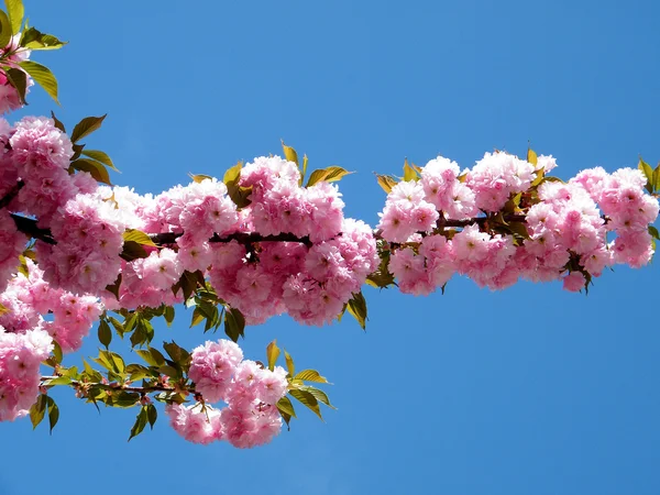 华盛顿樱花支行 2010 年 4 月 — 图库照片