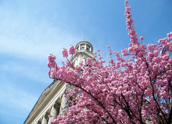 Stock image Washington Sakura near Church 2010