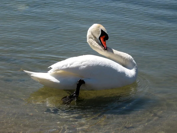 Toronto göl mute swan 2007 — Stockfoto