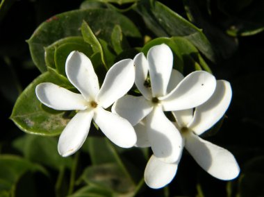 Carissa carandas flower in Or Yehuda, Israel clipart