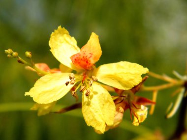 veya yehuda parkinsonia aculeata çiçek 2011