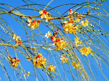 veya yehuda parkinsonia aculeata 2010