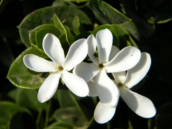 Carissa Carandas 花或耶胡达 以色列 — 图库照片