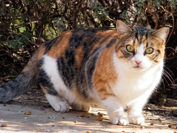 Krásné Velké Kitty Izolován Nebo Jehuda Izrael — Stock fotografie