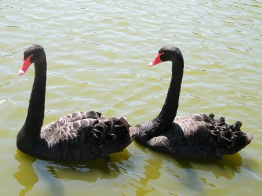 Two Black svans in a pond of Ramat Gan Park, Israel clipart