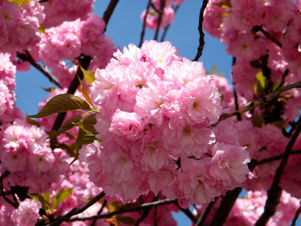 Washington Sakura flowers 2010