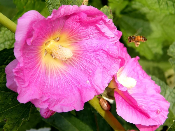 Bee Bristly Hollyhock Flower Neve Monosson Israel — Stock Photo, Image