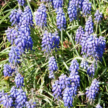 Mavi liriope muscari arlington Ulusal Mezarlığı, arlington, virginia ABD