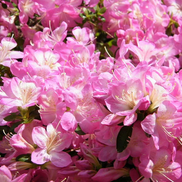 Arlington Cemetery Sakura flower 2010 — Stock Photo, Image