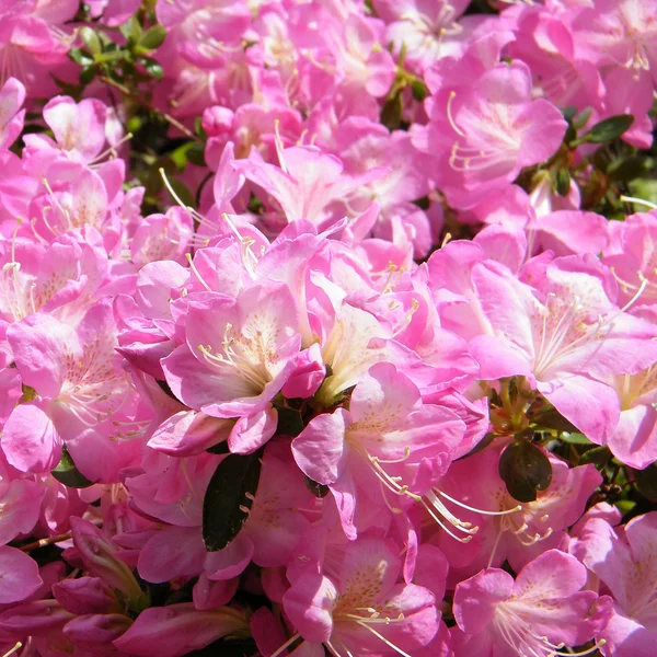 Arlington cemetery sakura blommor 2010 — Stockfoto