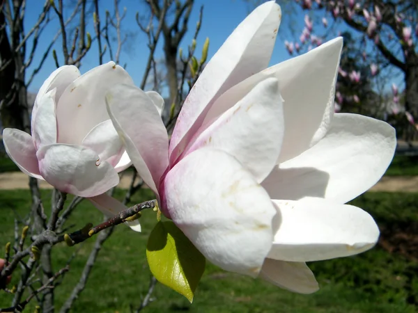 Magnolia Washington blanco 2010 —  Fotos de Stock