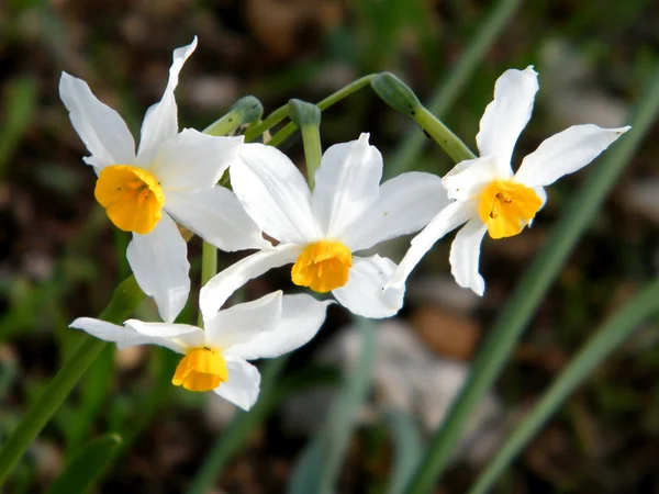 Wild Daffodils Winter Shoham Israel — Stock Photo, Image
