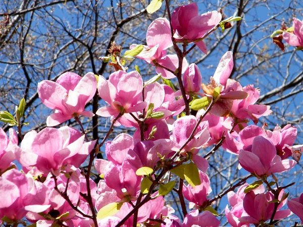 Washington rosa magnolia 2010 — Stockfoto