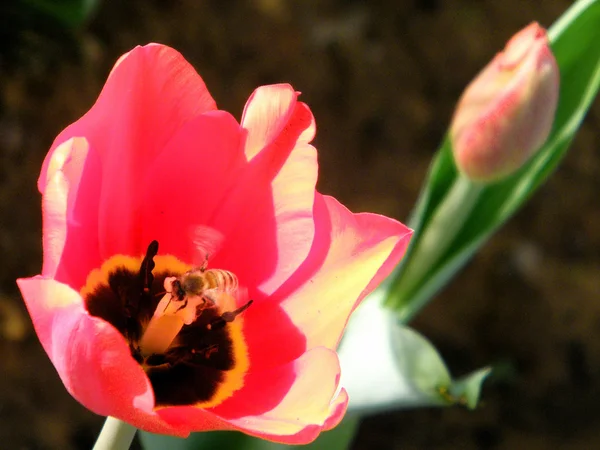 O Yehuda Bee en Tulip 2011 —  Fotos de Stock