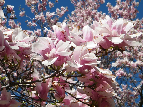 Washington magnolia květy větev 2010 — Stock fotografie