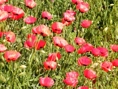 veya yehuda poppies 2011