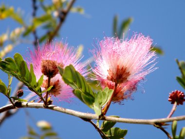 Neve Monosson Calliandra 2011