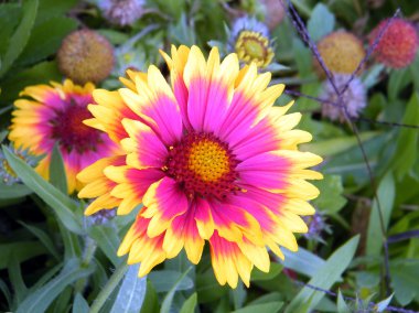 Ramat gan wolfson park gazania çiçek 2011