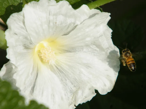 stock image Neve Monosson Bee on Hollyhock 2011