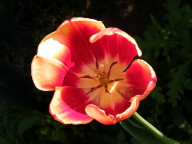 veya 2011 yehuda orange tulip izole