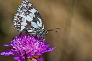 Benekli kahverengi ve beyaz mor thistle üzerinde Kelebek