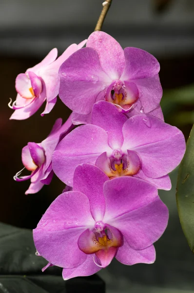 Orkideen lilla – stockfoto