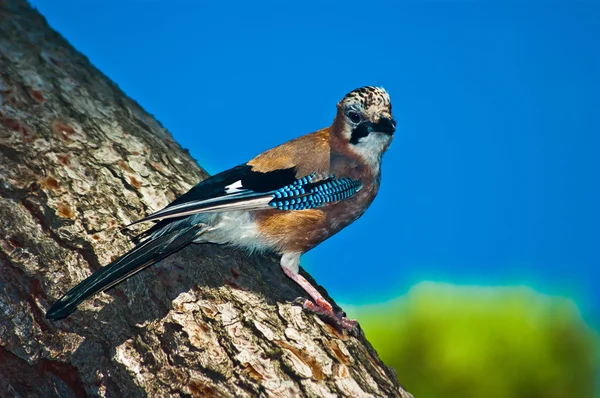 Close up of a bird sitting on pine tree bark — Stock Photo, Image