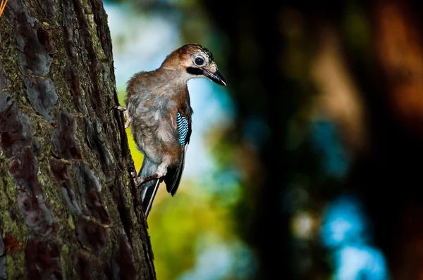 Primo piano di un uccello seduto sulla corteccia di pino (Punta Ala / Toscana / — Foto Stock