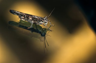 Yansıtılmış bir çekirge Close-Up