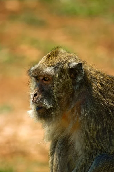 Macaco macaco 2 — Fotografia de Stock