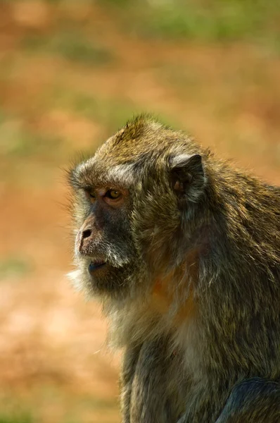 Bonito desenho de macaco albino posando