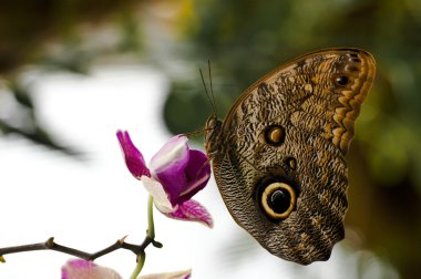 Caligo butterfly resting on a orchid white and purple backlit s clipart