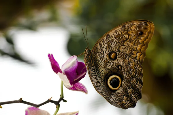 Orkide beyaz ve mor arkadan aydınlatmalı s üzerinde dinlenme caligo kelebek
