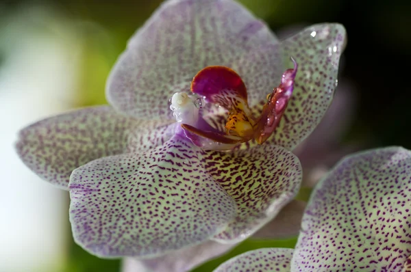 Sezione centrale di un'orchidea in sparatoria macro con gocce di rugiada su — Foto Stock
